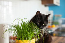 Black Cat Eating Cat Grass