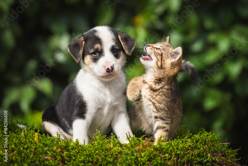 Fotografia Little tabby kitten playing with little puppy