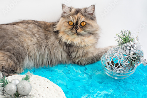 Gray Cat With Yellow Eyes And Christmas Decor Buy This Stock