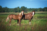 Fototapeta Konie - Two beautiful horses standing on the pasture in summer