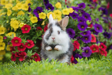 Wall Mural - Funny little rabbit sitting in the flowerbed