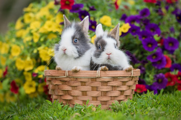 Wall Mural - Adorable little rabbits sitting in the basket