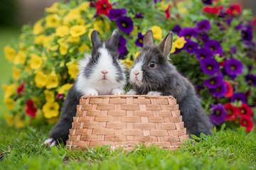 Two adorable little rabbits sitting on the basket