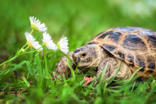 Little Tortoise Smelling A Flower