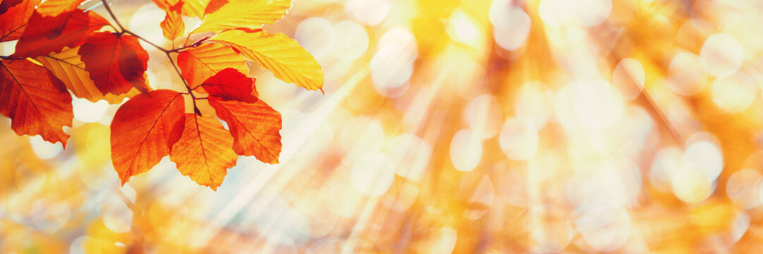 beech leaves, sunny autumn