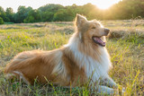 Fototapeta  - Collie dog on green field at sunlight