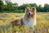 Fototapeta  - Collie dog looking on green field at sunlight