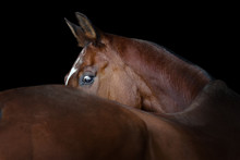 Portrait Of A Bay Horse Closeup Isolated On Black Background