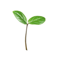 Green sprout on a white background