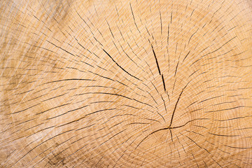 Wall Mural - Holz, Baumschnitt Jahresringe als Hintergrund