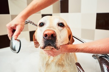 Dog taking a bath