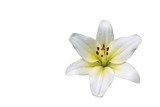 The flower of Lilia white (lat. Lílium candídum) isolated  on a white background.