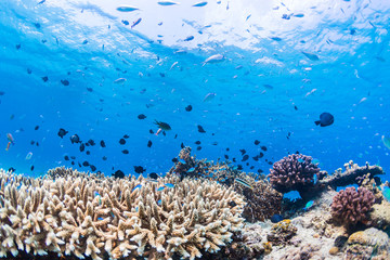 Fishes Living in Corals