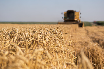 Wall Mural - Wheat harvest in process with selective focus on wheat plants.