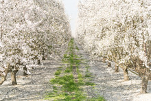 Almond Blossom in California