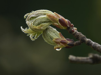 macro maple leaf spring budding with dew drop and pine tree reflection. shallow depth of field with 