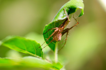 spider, insect, web, macro, control, bite, nature, background, black, widow, flower, sac, abstract, natural, identification, suck, bites, green, crab, pattern, spiders, animal, house, trap, eat, morni