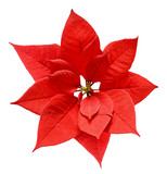 Fototapeta Kwiaty - Red Christmas poinsettia flower