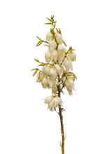 Blossoms Of A Yucca  (Yucca Filamentosa)