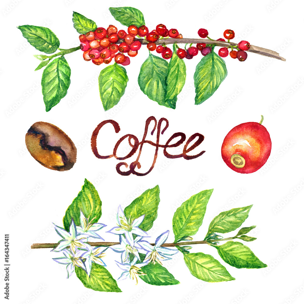 Coffee branch with flowers and fruitsl, isolated hand painted ...