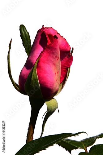 Poster Evolving bud of deep pink decorative rose Lady Like, Tantau 1989 on white backgr