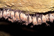 Group of Greater horseshoe bat (Rhinolophus ferrumequinum)