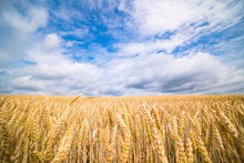 A Field Of Ripe Wheat Road And A Blue Sky With Clouds. Panoramic View