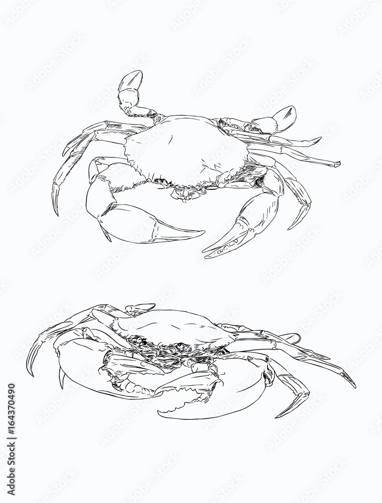 Vector vintage crab drawing. Hand drawn monochrome seafood illustration ...