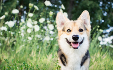 Happy and active purebred Welsh Corgi dog outdoors in the flowers on a sunny summer day.