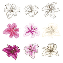 Set Of Lily Flowers Hand Drawn In Different Styles Isolated On White Background. Vector Illustration.