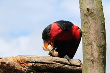 A Red Breasted Black Capped Lory Parrot Bird.