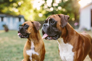 Two boxers