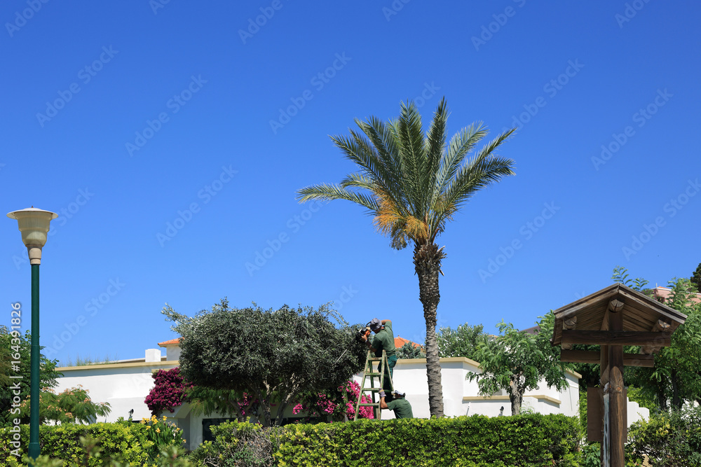Ogrodnik przycina drzewko nożycami w pięknym ogrodzie hotelu, Rodos w Grecji. - obrazy, fototapety, plakaty 