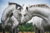 Fototapeta Konie - Two beautiful white horses