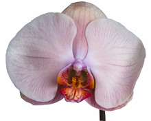 Pink Moth Orchid Isolated On White