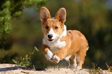 Running welsh corgi pembroke and cardigan sea, forest