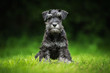 Miniature schnauzer puppy sitting on the lawn