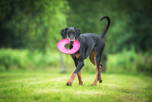 Doberman Pinscher Dog Playing With A Disc