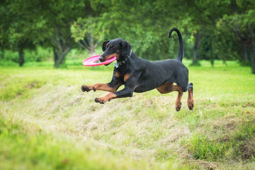 Wall Mural - Doberman pinscher dog playing with a disc