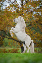 Wall Mural - White shetland pony rearing up on its hind legs in autumn