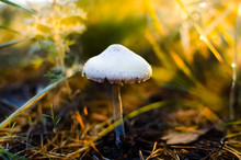 Mushroom Toadstool In The Sunset