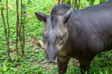 A Friendly Tapir On The Amazon River In Peru