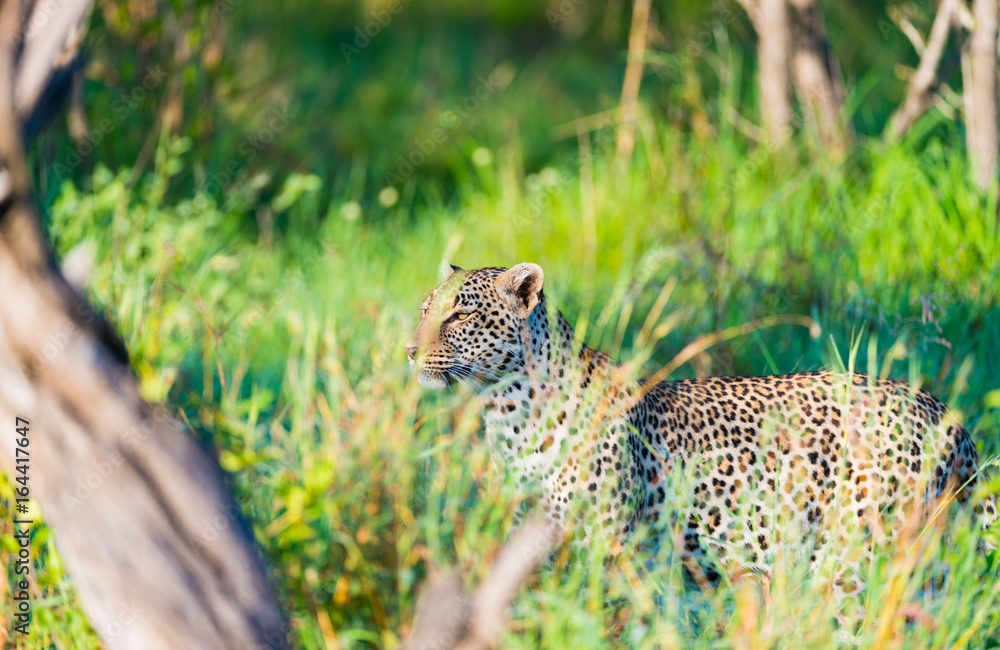 Leopard in tall grass