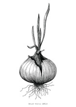 Botanical Of Onion Hand Drawing Antique Illustration