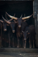 Four Ankole-Watusi Cattle Staring Out From Barn