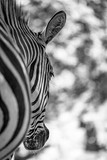 Fototapeta Konie - Mono Grevy zebra head close-up from behind