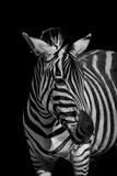 Fototapeta Konie - Mono close-up of Grevy zebra looking round