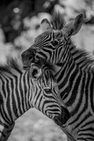Fototapeta Konie - Mono close-up of Grevy zebra nuzzling another