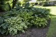 Featured View, Hosta Plant Mix, Green, White, Blue, and Yellow Foliage, Soil Ground,  Out of Focus Lawn /House Background, Daytime