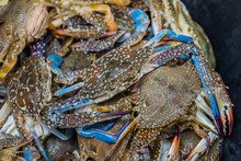 Close Up Shot Of Blue Swimming Crabs.